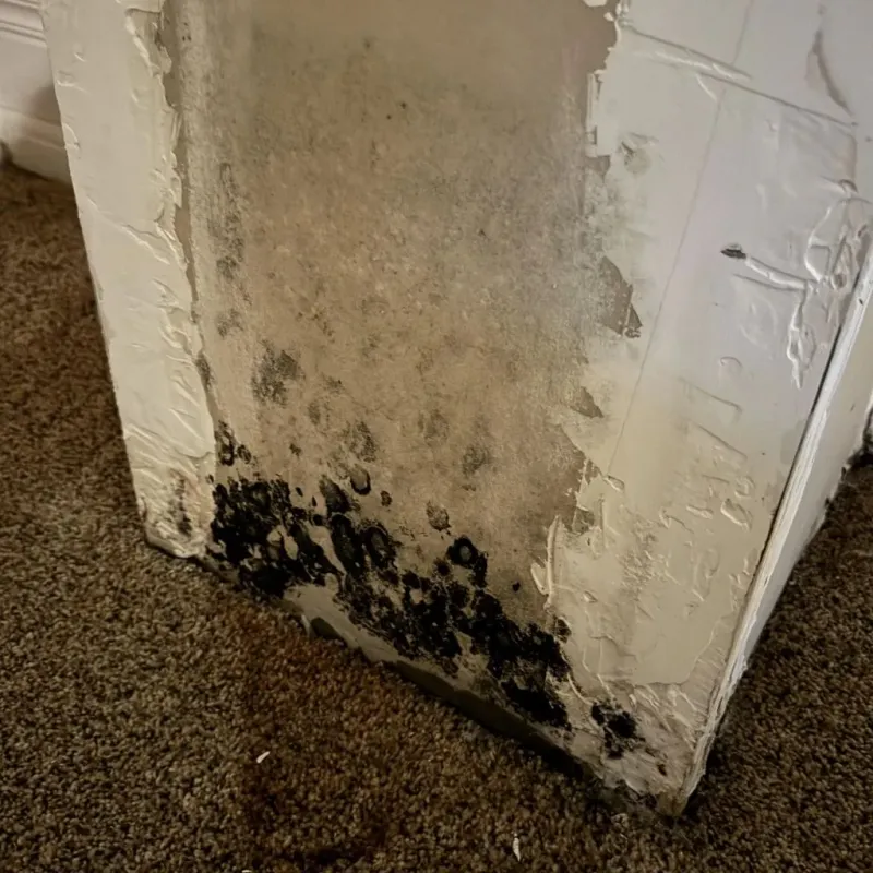 Professional Mold Removal in Chester County, TN